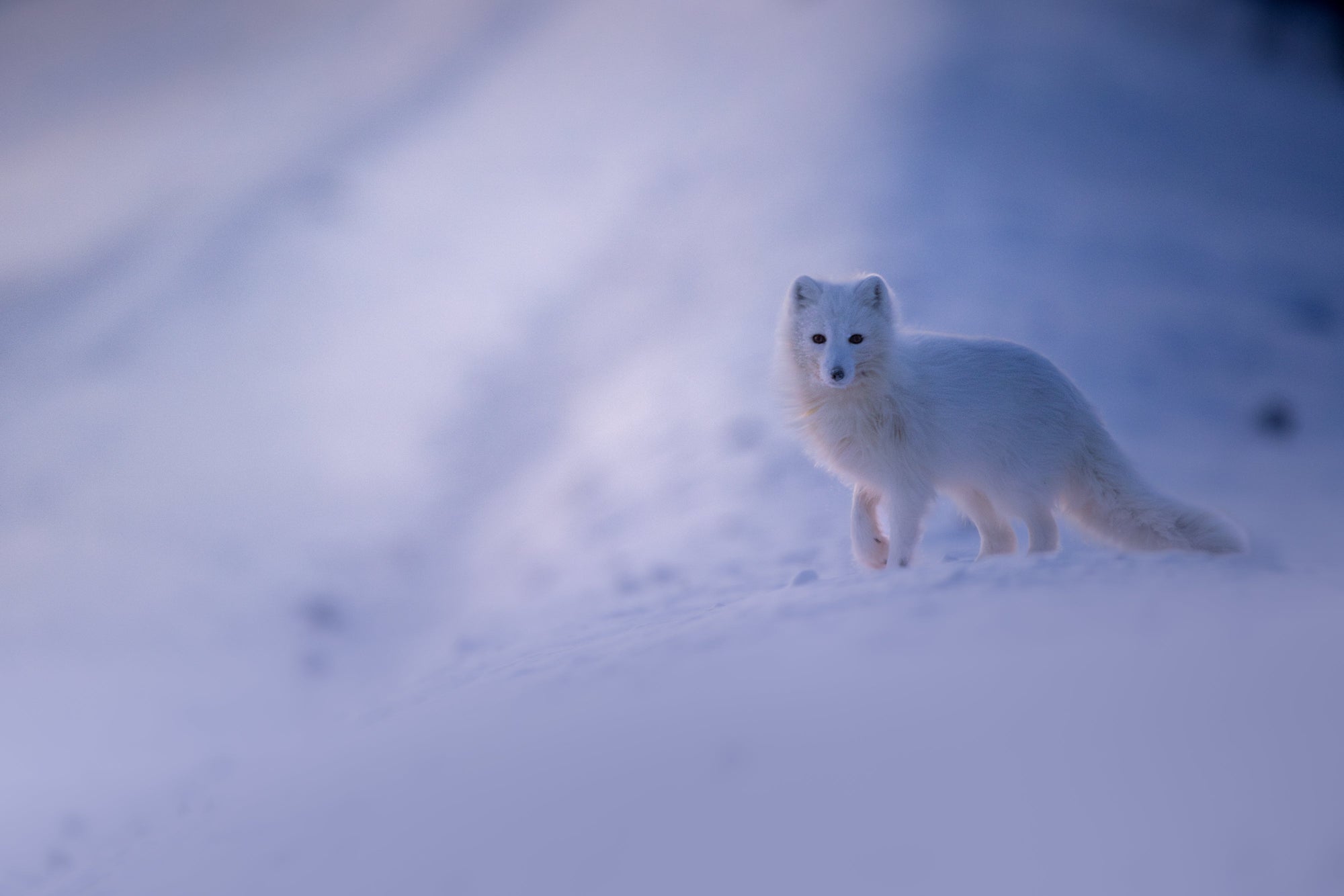 Partie 1 - À la recherche du renard arctique