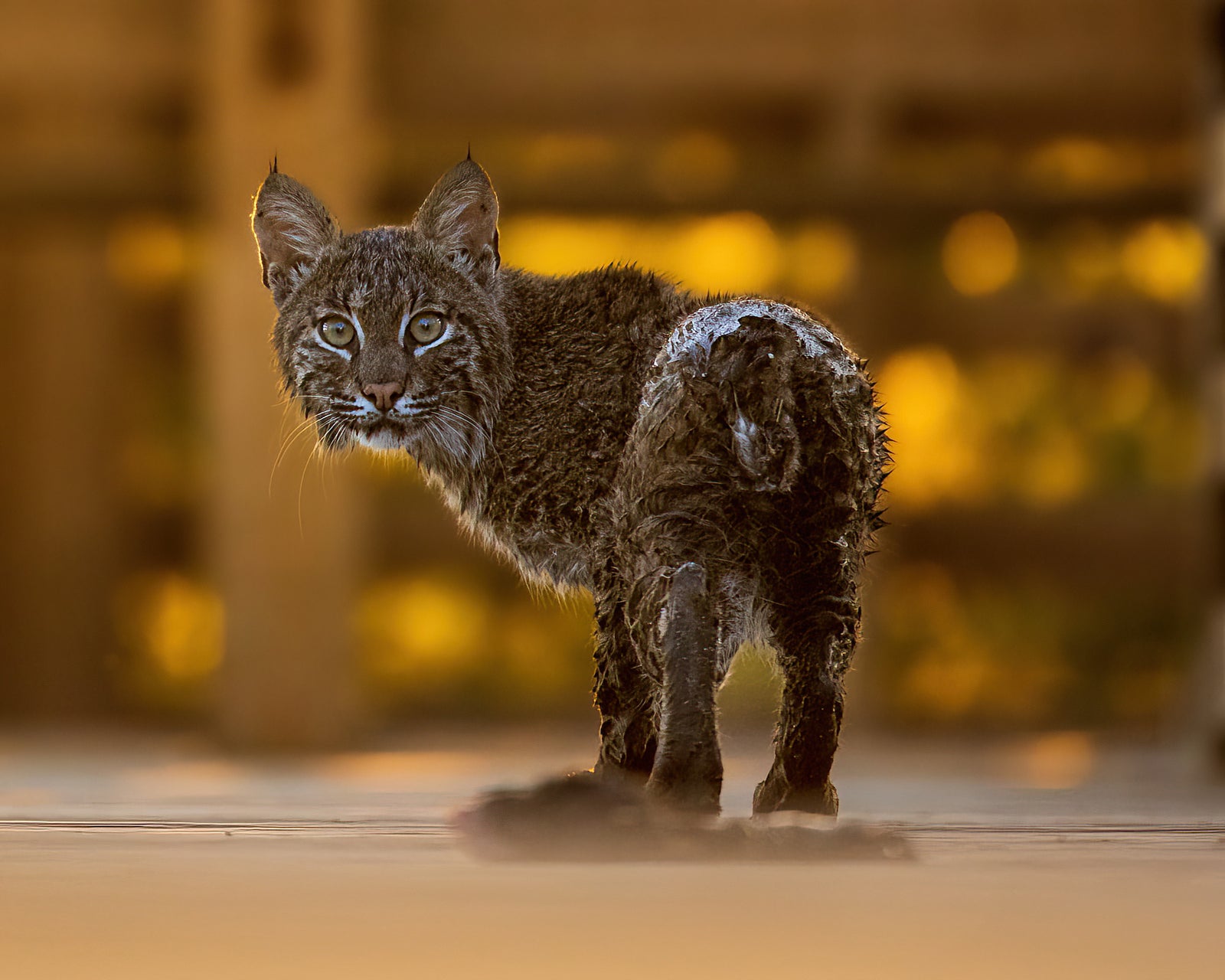 Ma fabuleuse rencontre avec le lynx roux