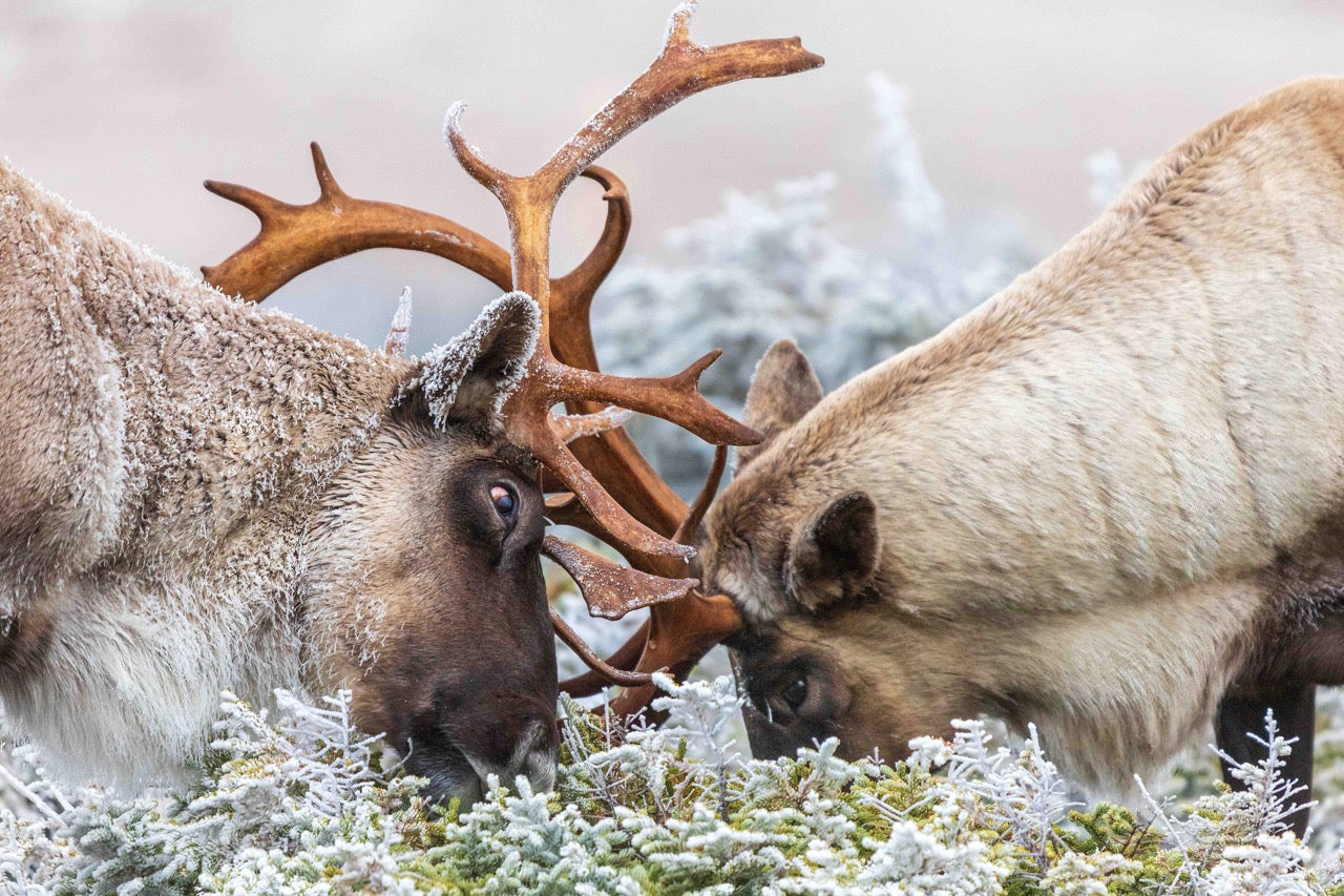 Sept heures avec les caribous montagnards
