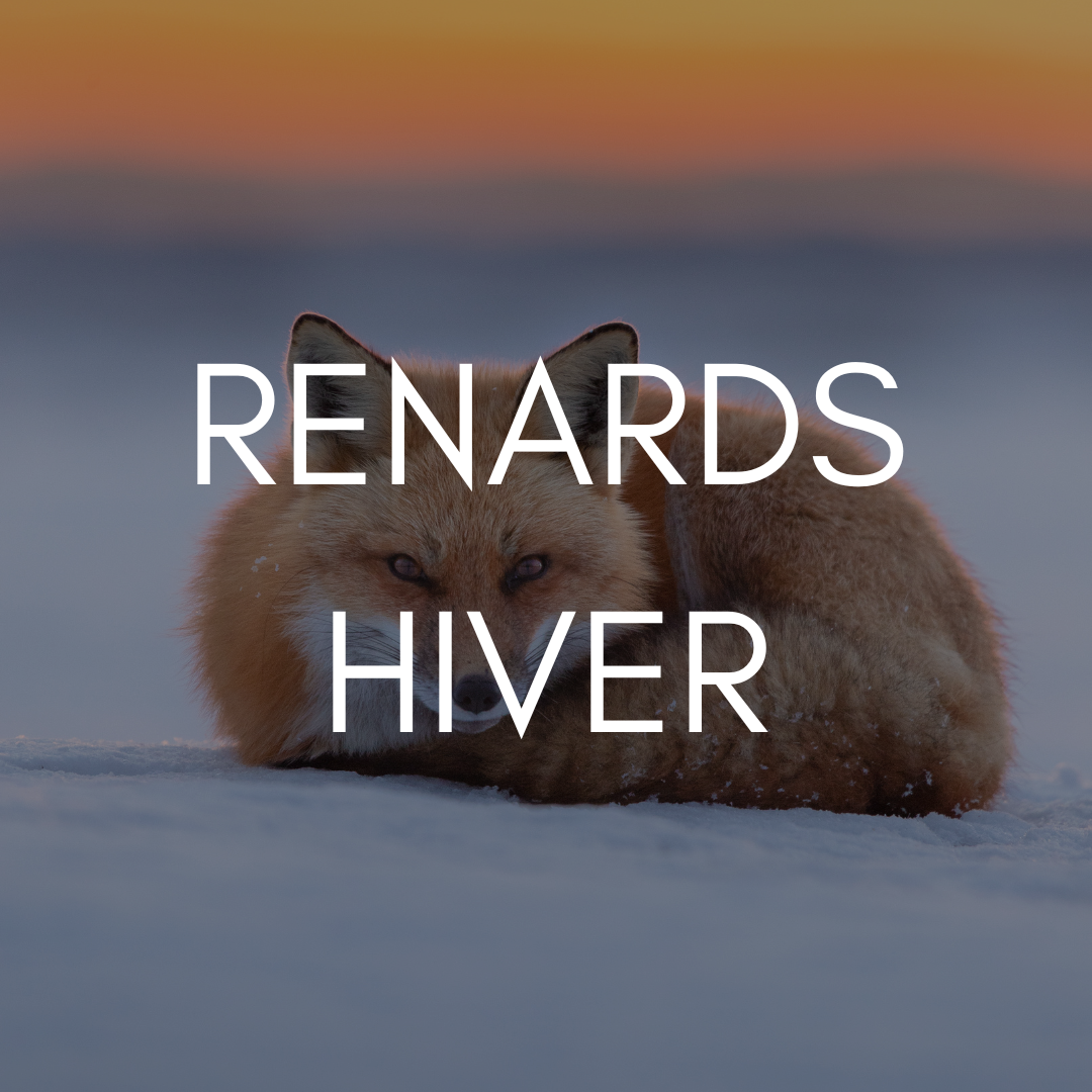 Renards hiver