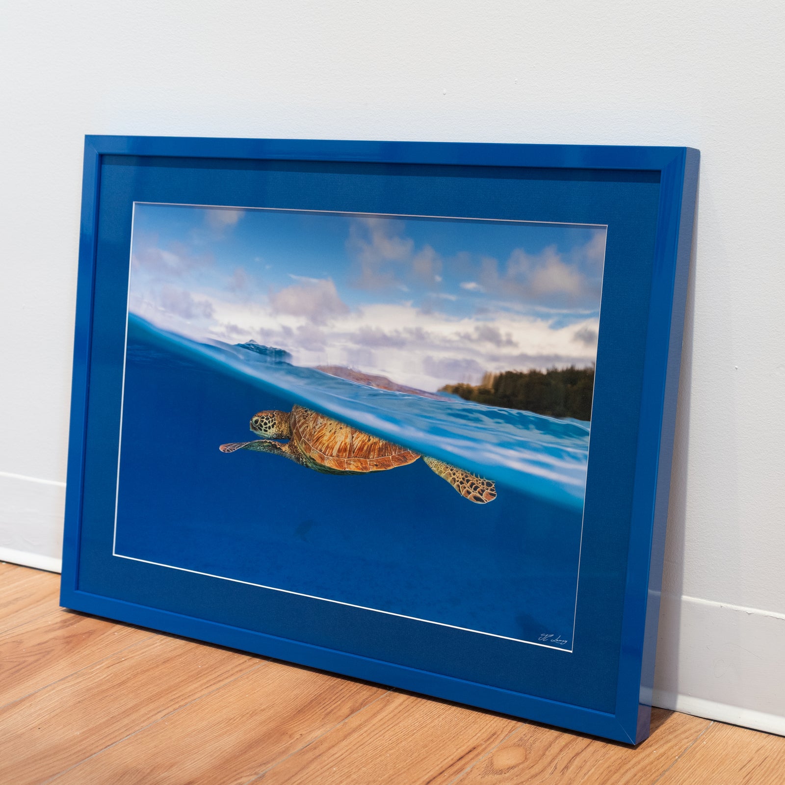 Green sea turtle at the surface - Gallery frame (18x24 inches)