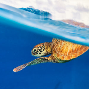 Green sea turtle at the surface - Gallery frame (18x24 inches)