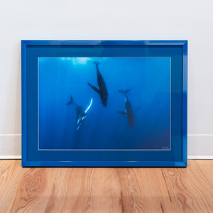 Trio of whales – Gallery Frame (18x24 inches)
