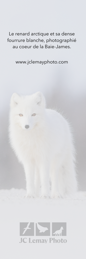 Signet - Renard arctique