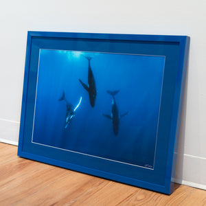 Trio of whales – Gallery Frame (18x24 inches)