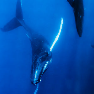 Trio of whales – Gallery Frame (18x24 inches)