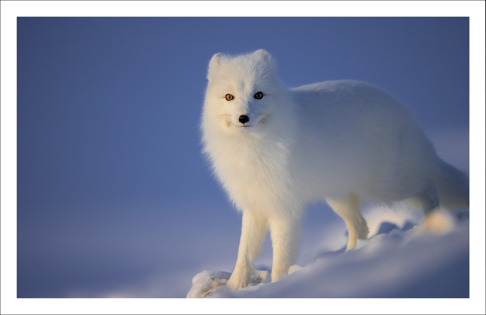 Beauté pure - carte de souhaits