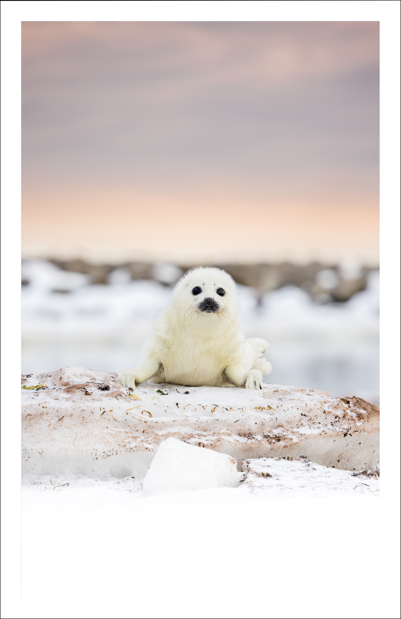 Gros yeux noirs - carte de souhaits