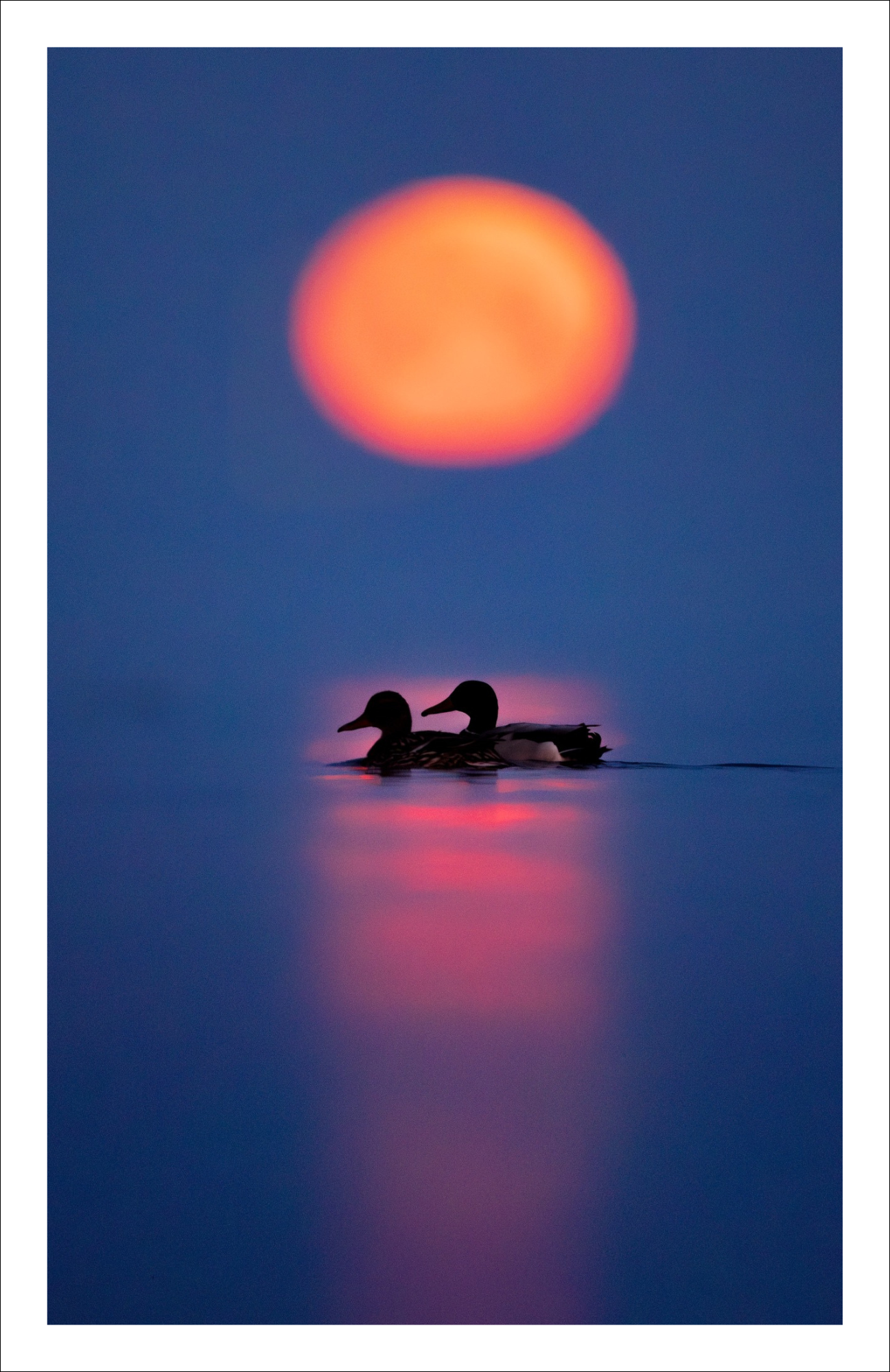Moonset ducks - Greeting card
