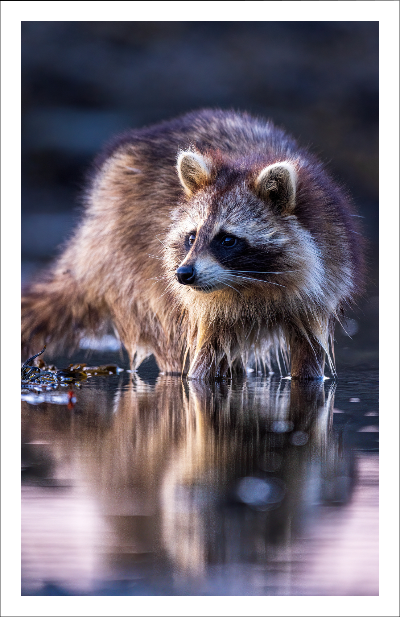 Raccoon - Greeting Card