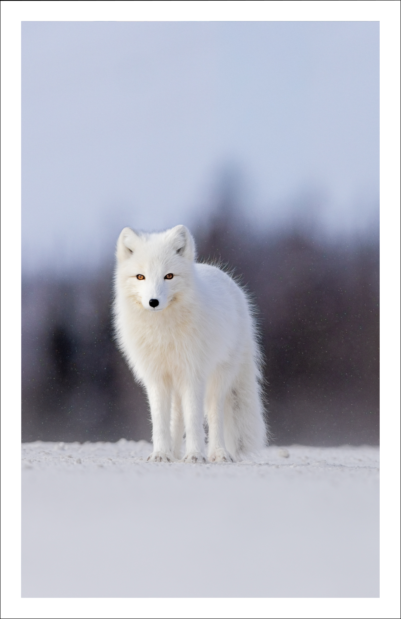 Regard hypnotisant - carte de souhaits