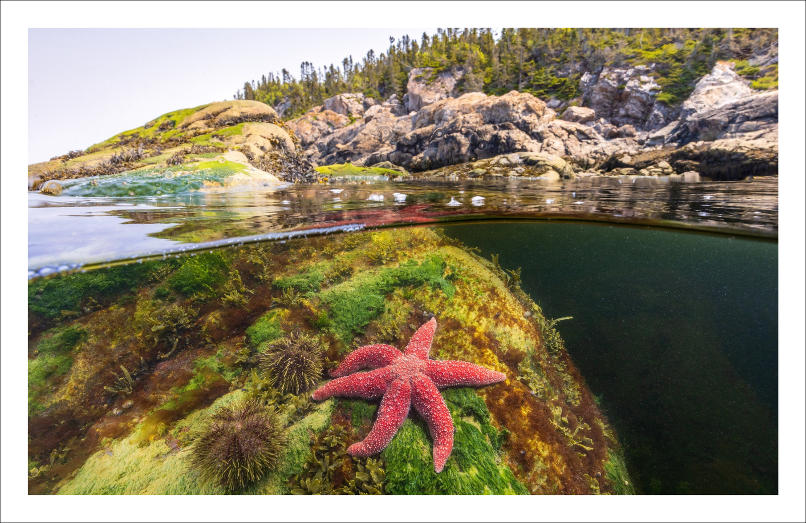 Starfish X Îlet Canuel - Greeting card
