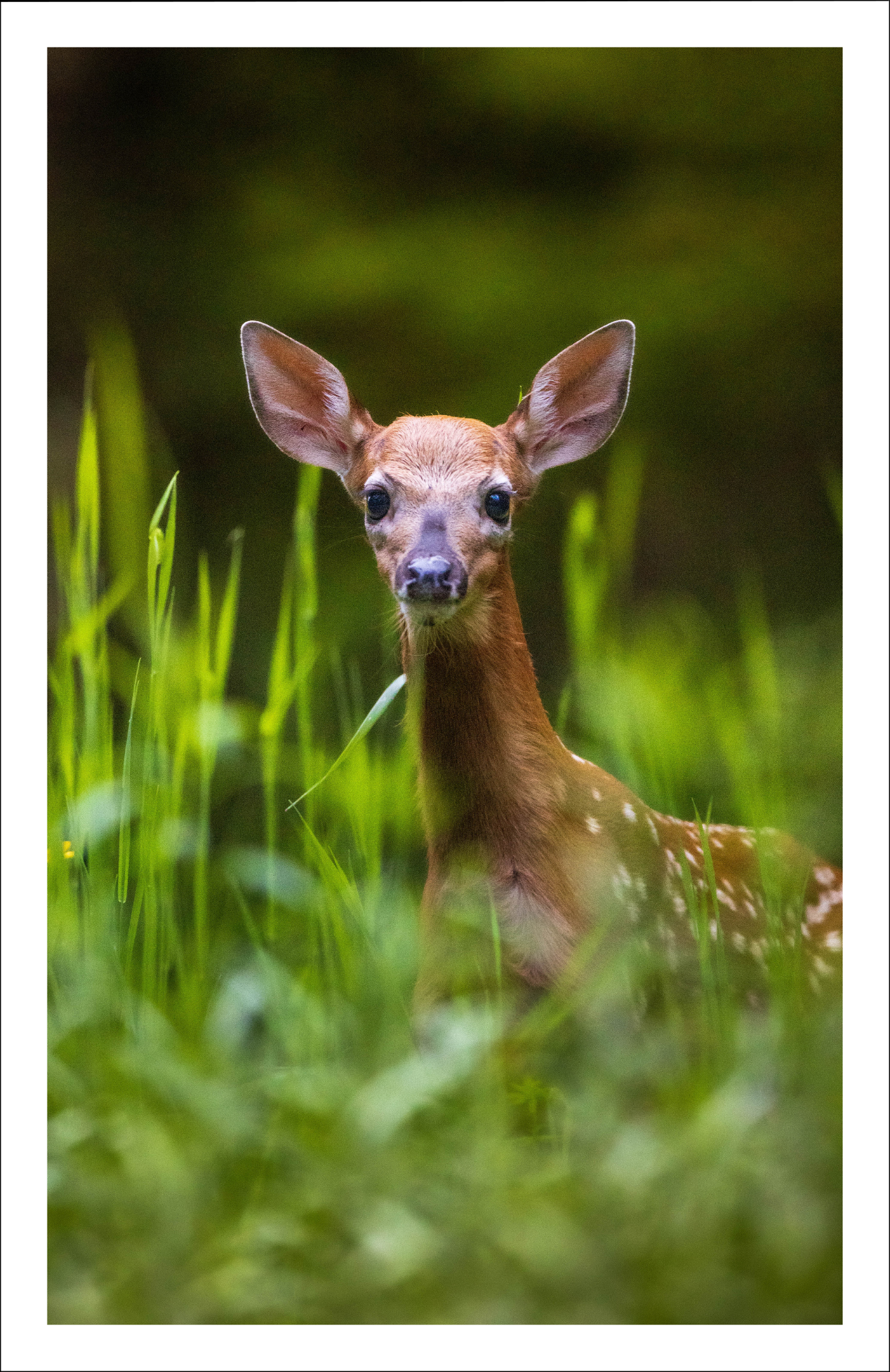 Fawn - Greeting card