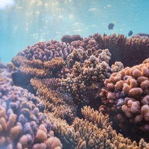 Natural aquarium - Gallery frame (18x24 inches)