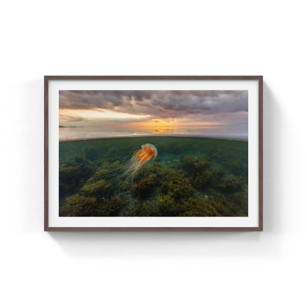 Sunset jellyfish and algae