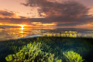 Sunset et algues - cadre rond en bois massif (24 pouces)