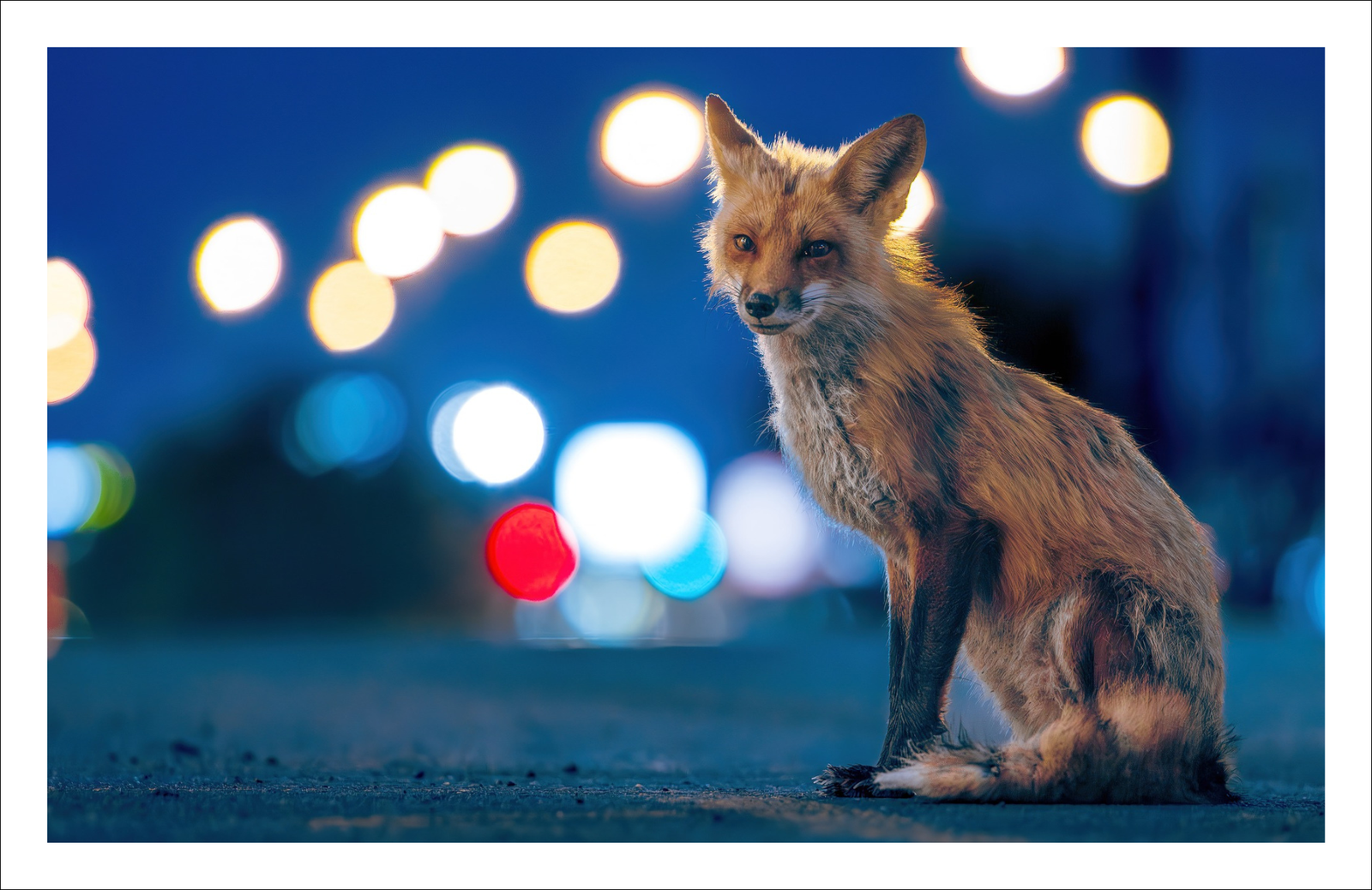 Urban fox - Greeting card
