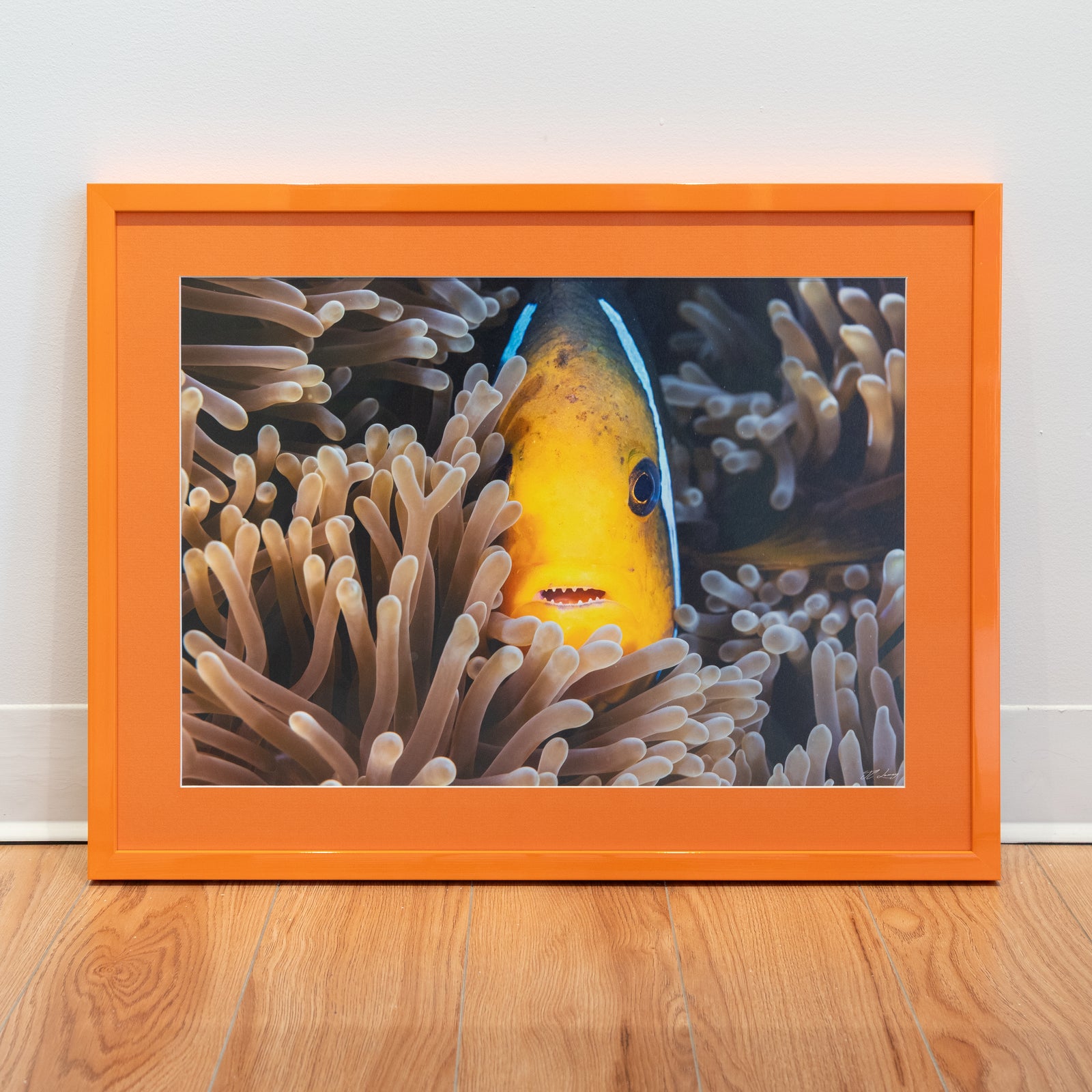 Nemo has teeth - Gallery Frame (18x24 inches)
