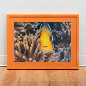 Nemo has teeth - Gallery Frame (18x24 inches)