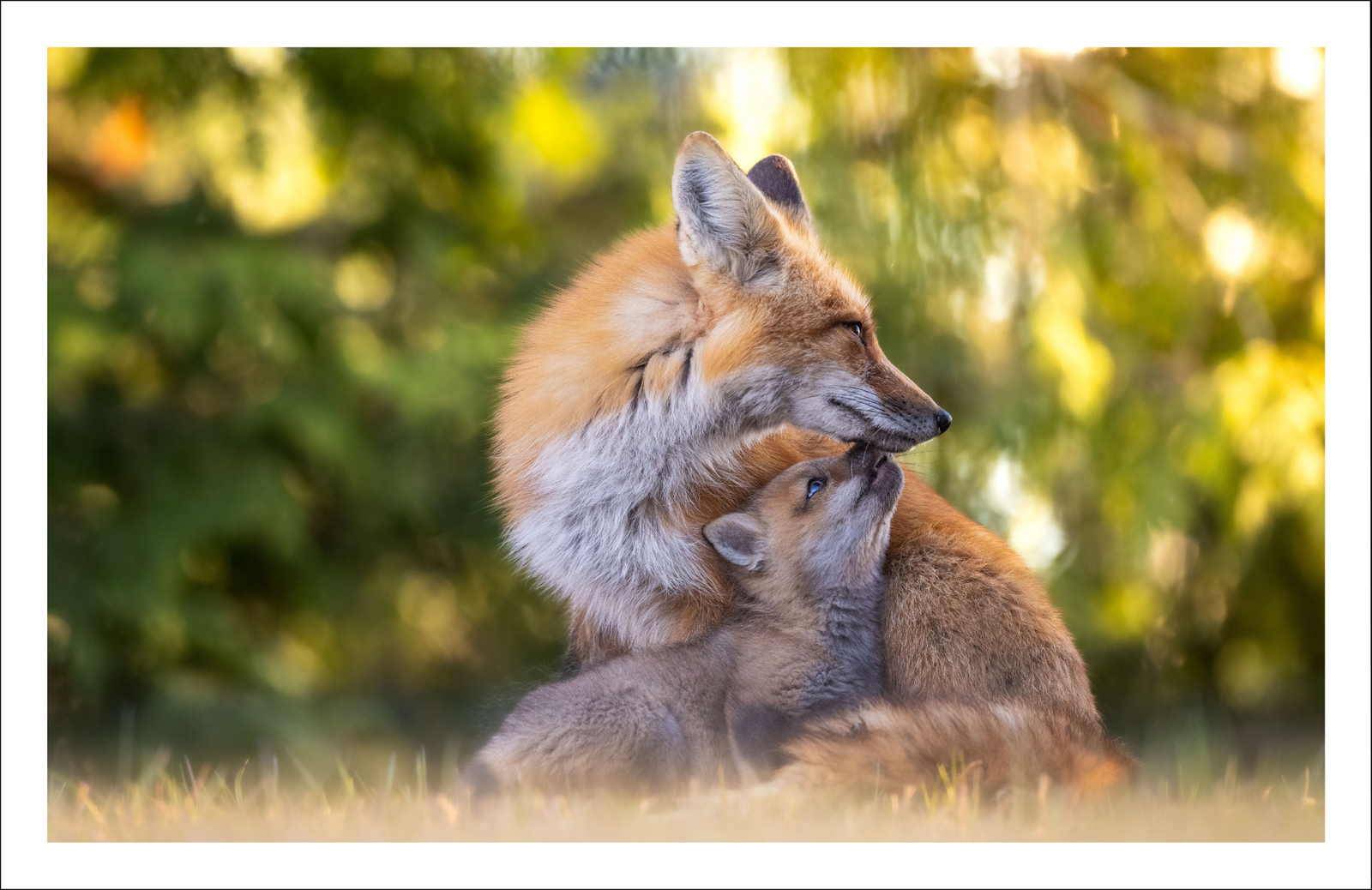 The return of Spring - Greeting Card