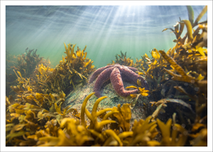 Starfish and sunrays -  Postcard