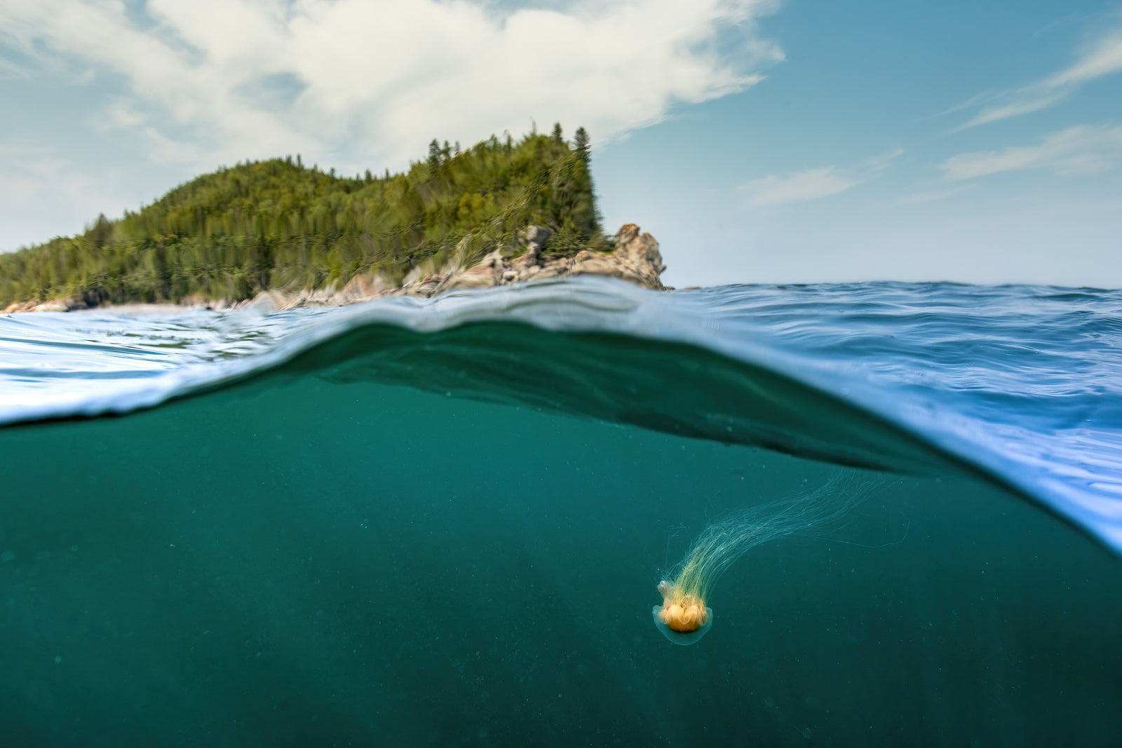 Méduse X Cap - cadre rond en bois massif (24 pouces)