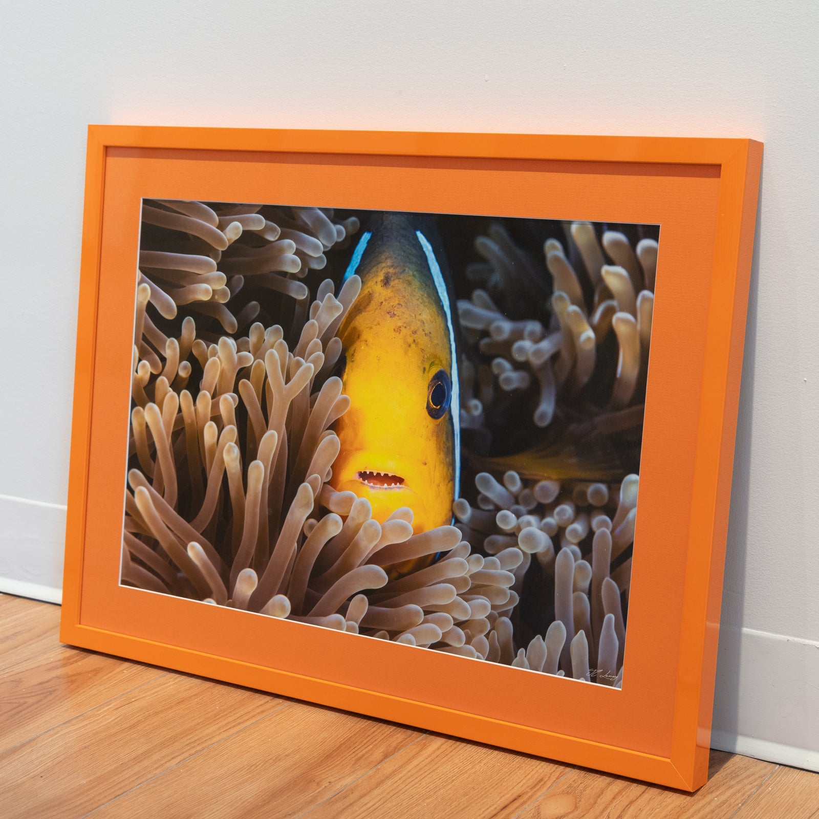 Nemo has teeth - Gallery Frame (18x24 inches)