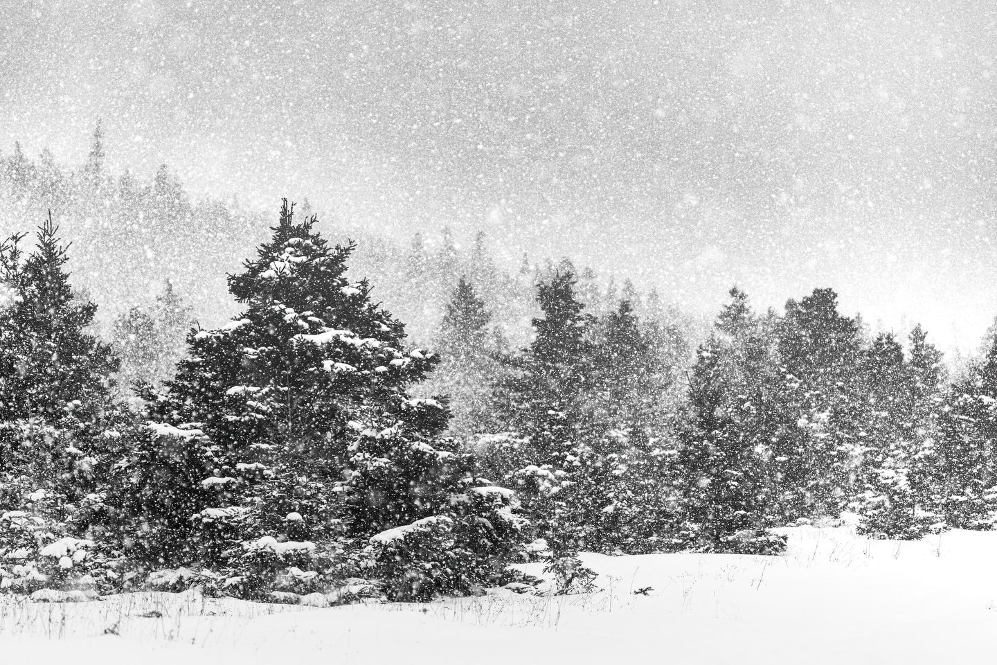 Sous la neige au Bic