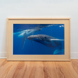 A curious duo of humpback whales – Gallery Frame (24x36 inches)