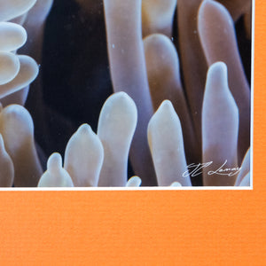 Nemo has teeth - Gallery Frame (18x24 inches)