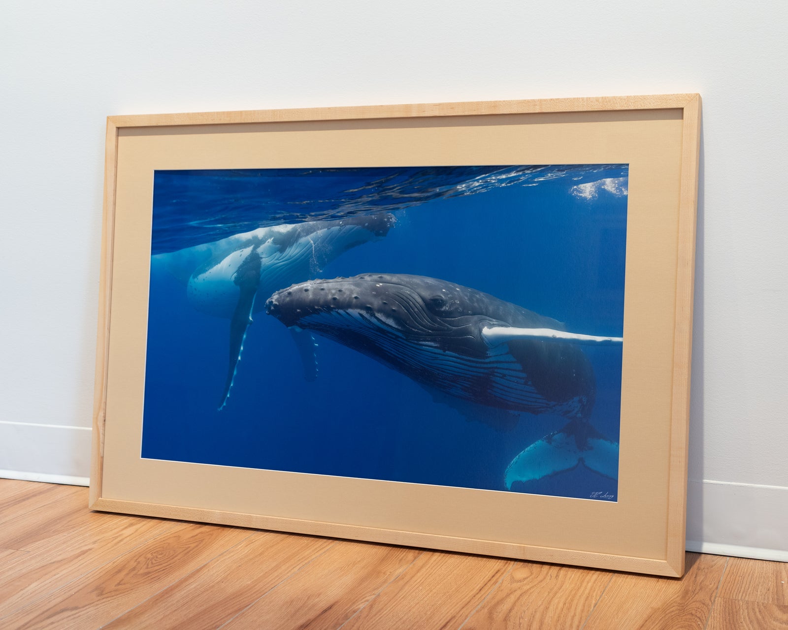 A curious duo of humpback whales – Gallery Frame (24x36 inches)