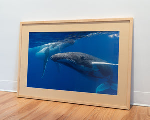 A curious duo of humpback whales – Gallery Frame (24x36 inches)