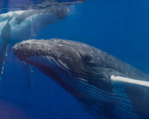A curious duo of humpback whales – Gallery Frame (24x36 inches)