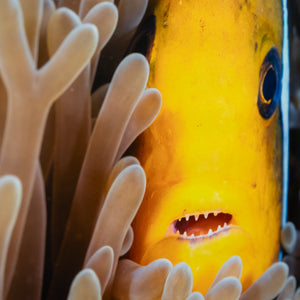 Nemo has teeth - Gallery Frame (18x24 inches)