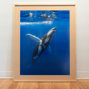 Megaptera - Limited Edition - Gallery Frame (32x40 inches)