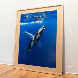 Megaptera - Limited Edition - Gallery Frame (32x40 inches)