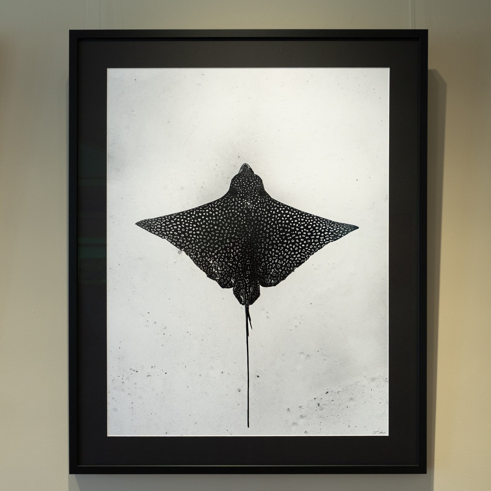 Eagle Ray - Gallery frame (32x40 inches)