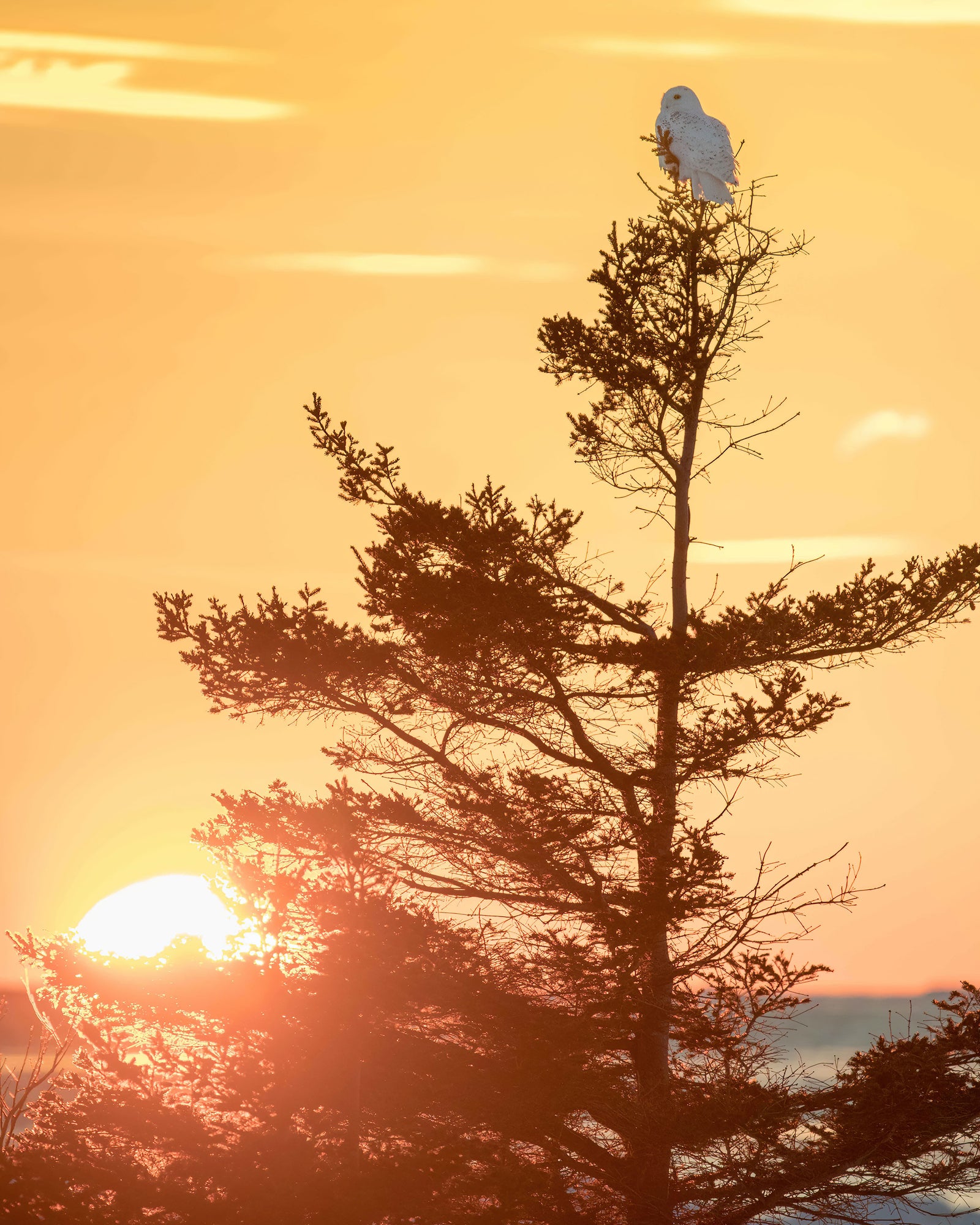 At the top of the tree