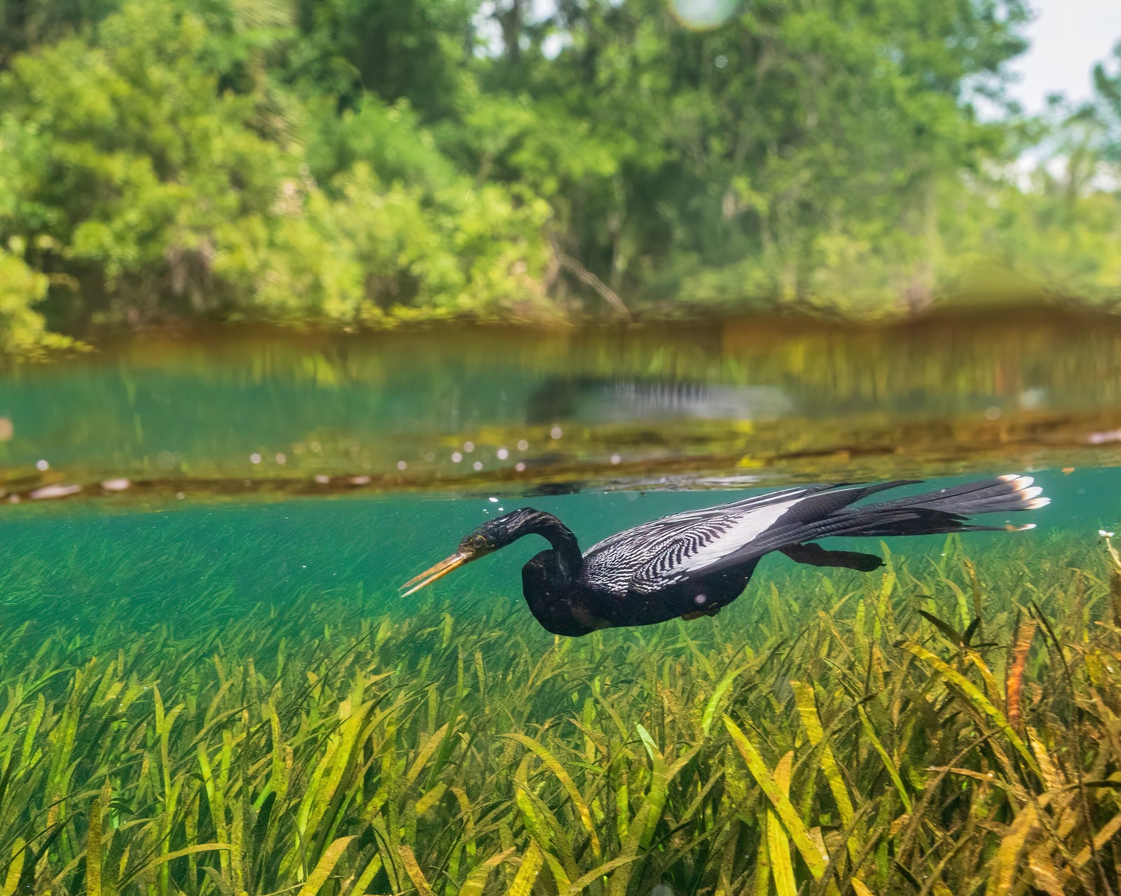 Anhinga