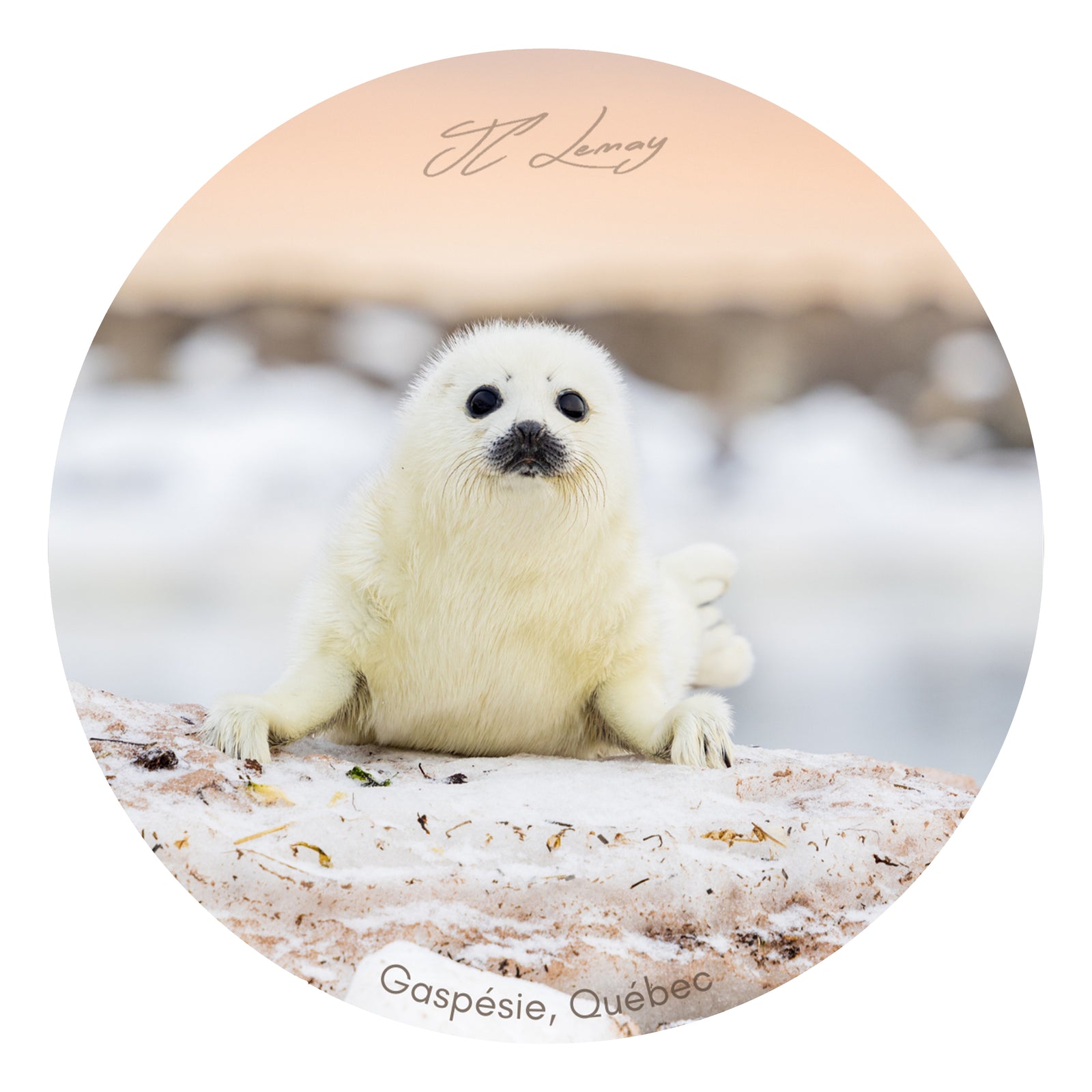 Sticker - Harbour seal pup