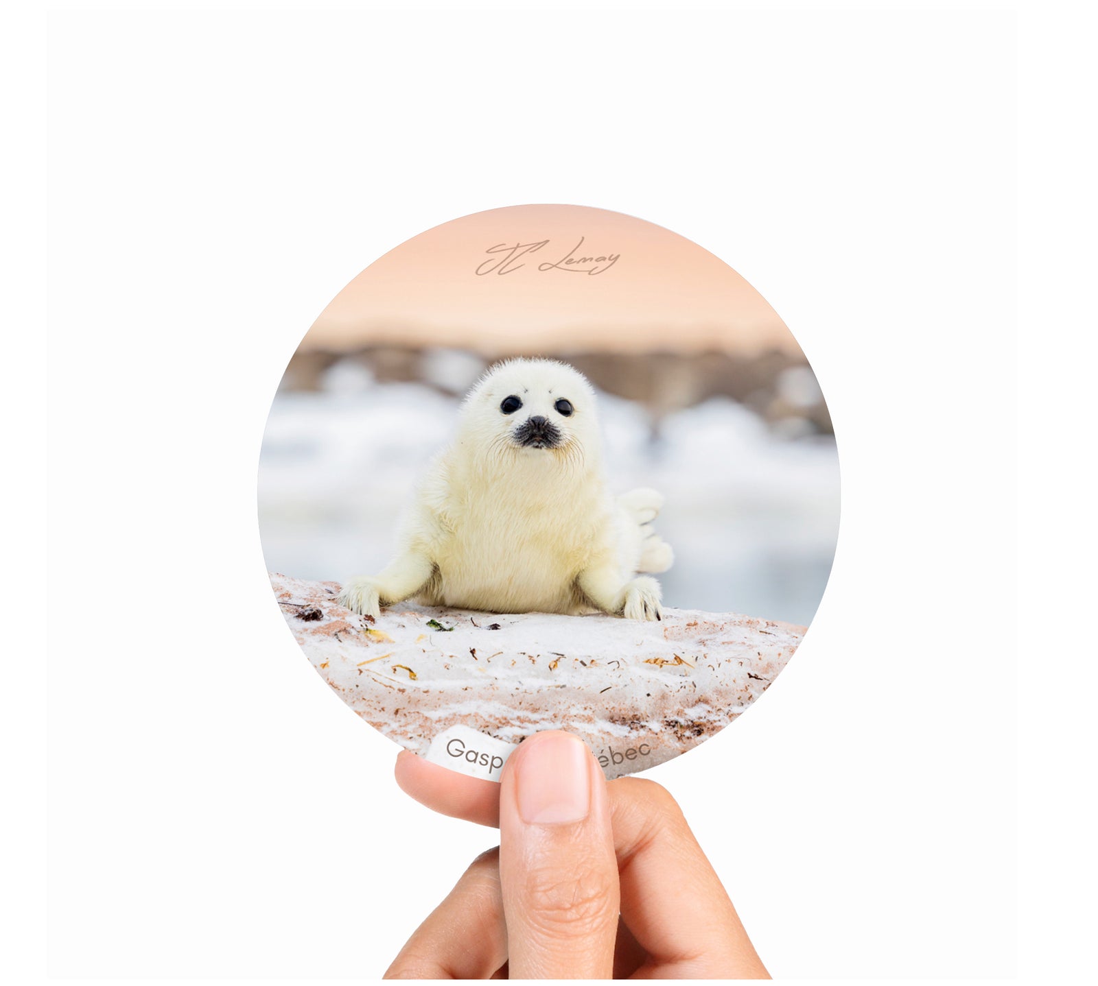 Sticker - Harbour seal pup