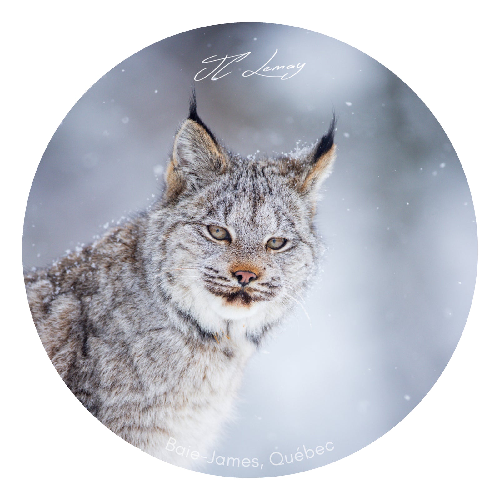 Sticker - Young lynx