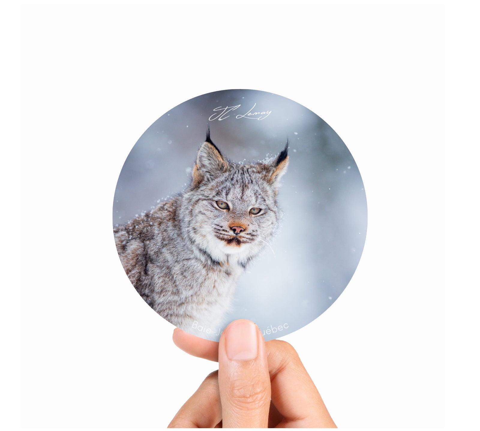 Sticker - Young lynx