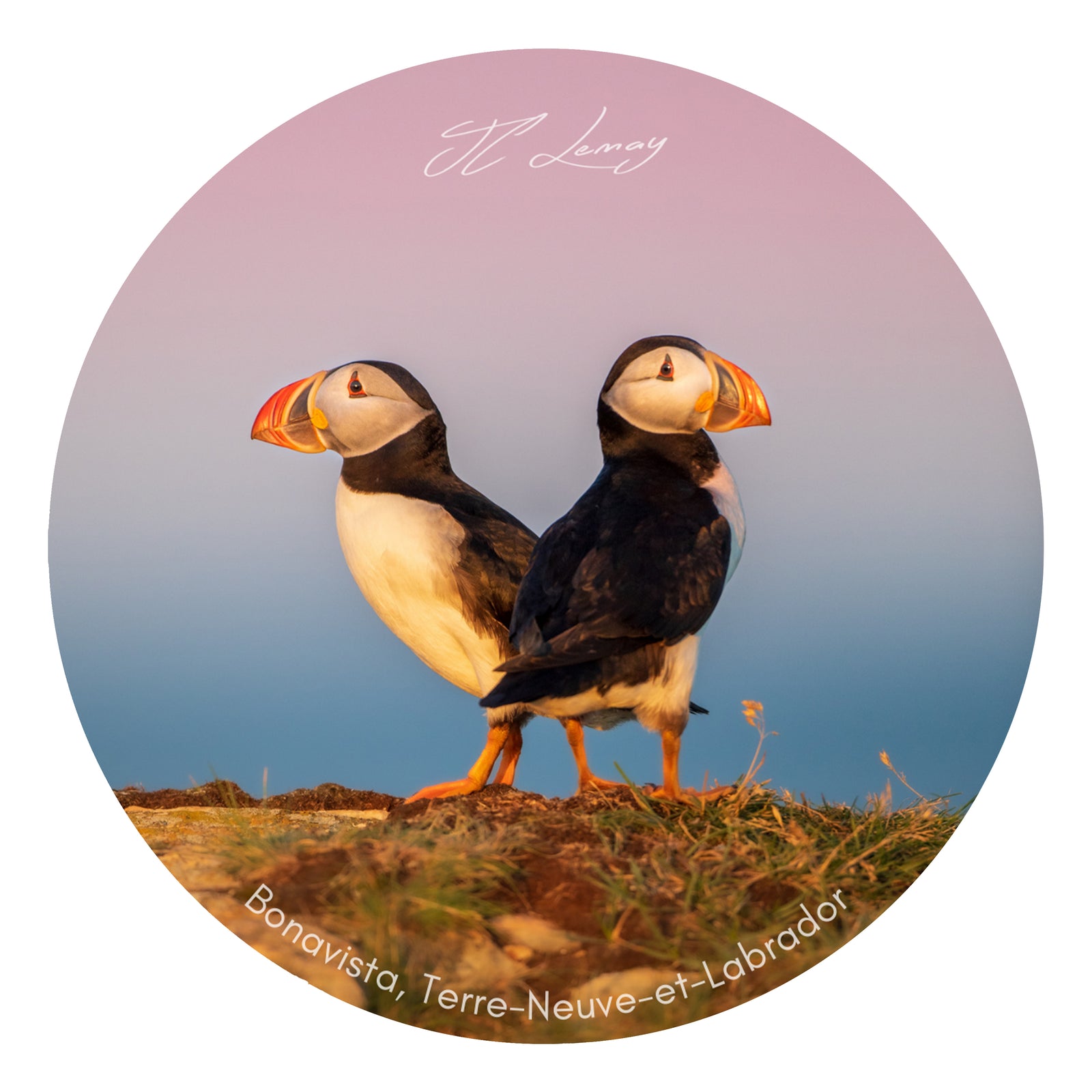 Sticker - Puffins