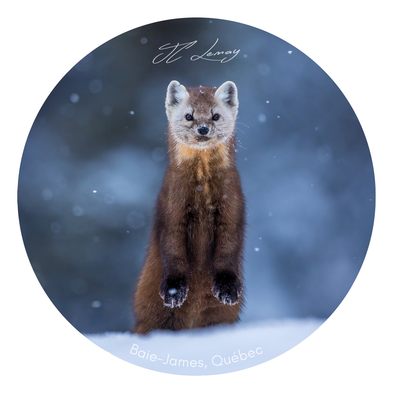 Sticker - Pine Marten