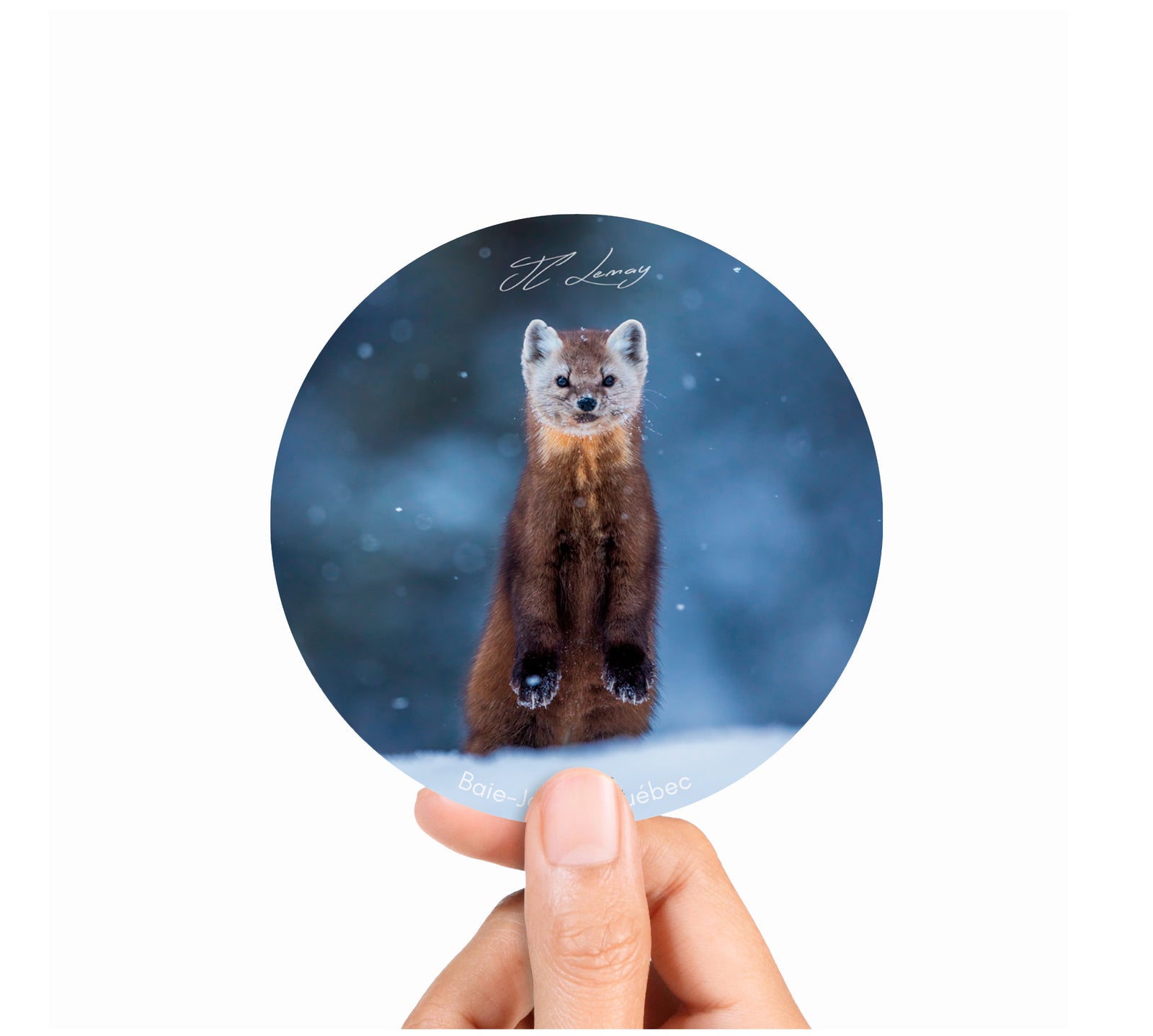 Sticker - Pine Marten