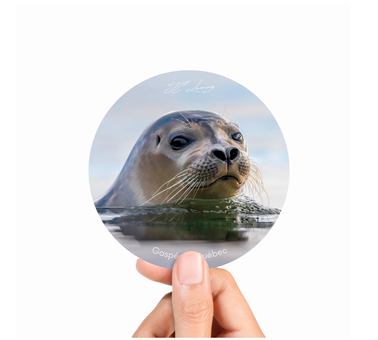 Sticker - Harbour seal