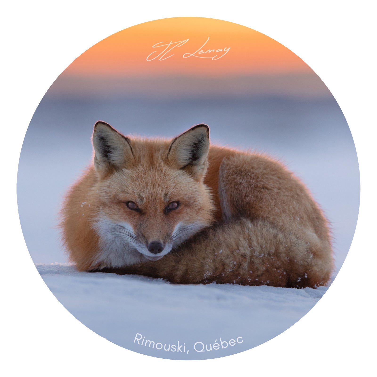 Sticker - Red fox