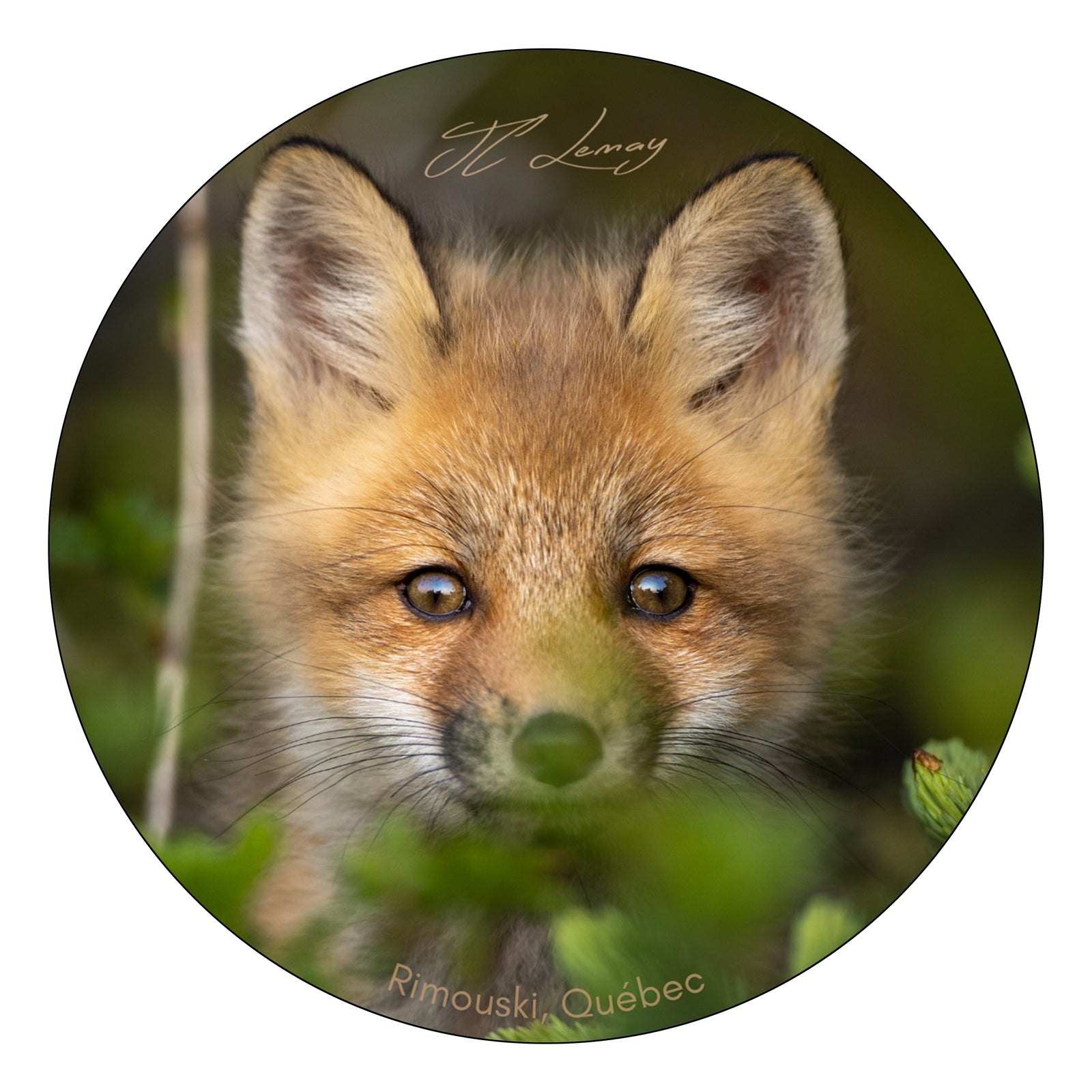 Sticker - Fox cub