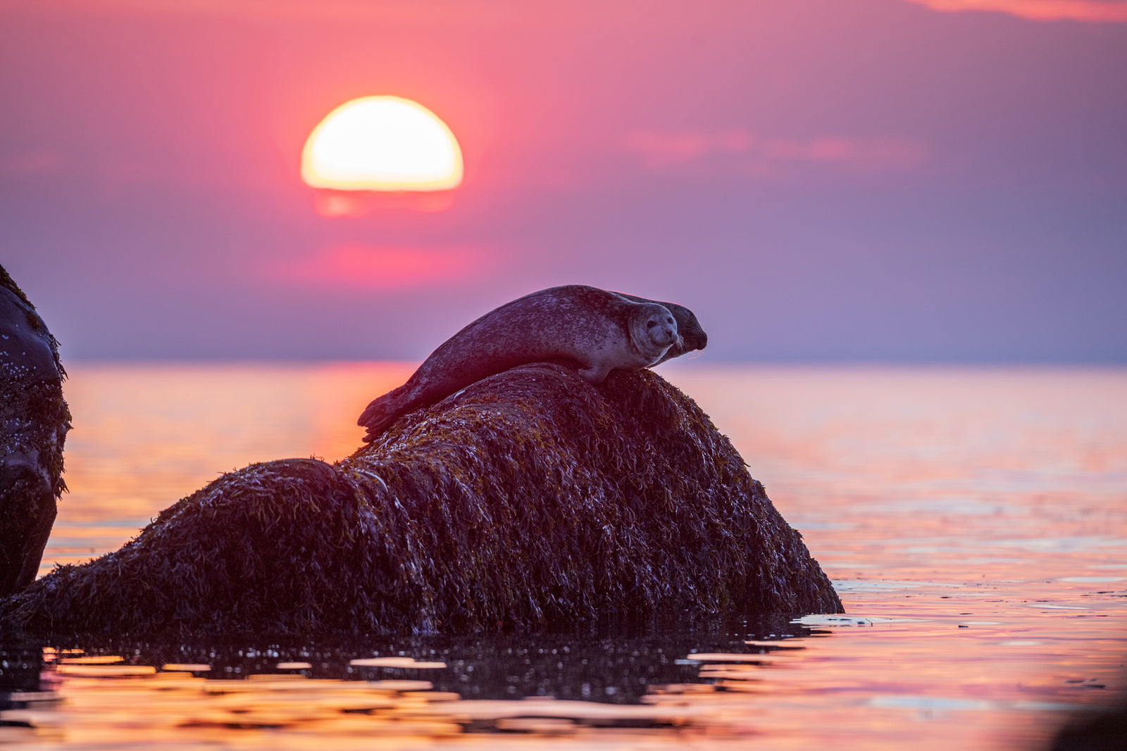 Pink light on harbour seals